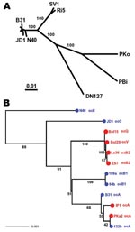 Thumbnail of Species phylogeny based on concatenated sequences at housekeeping loci. Seventeen isolates include 1 Borrelia garinii strain (PBi), 1 B. afzelii strain (PKo), 1 B. bissettii strain (DN127), 2 strains of an unnamed genomic species (SV1 and Ri5), and 12 B. burgdorferi sensu stricto isolates. These strains were selected for reconstructing interspecies phylogeny (hence species samples), as well as for resolving the clade containing clonal groups A and B (A, B1, and B2 are represented by 2 isolates). Sequences at 6 chromosomal housekeeping loci (gap, alr, glpA, xylB, ackA, and tgt) were obtained for each strain, with B31 and PBi sequences from published genomes (29,36), N40, JD1, PKo, and DN127 sequences from draft genomes (S. Casjens et al. pers. comm.). Sequences of the remaining strains were obtained by direct sequencing. The total length of concatenated alignment is 7,509 nt. A) Consensus of maximum likelihood trees obtained by using DNAML of the PHYLIP package (33). Branch support values are based on 100 bootstrapped replicates of the original alignment. B) Enlarged view of B. burgdorferi sensu stricto subtree. Tips were colored by geographic origin of the isolate (blue, North America; red, Europe) and were labeled with ospC major-group allele type. Scale bars indicate number of nucleotide substitutions per site.