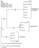 Thumbnail of Rooted phylogram (outgroup Pseudallescheria africana CBS 311.72 and Petriella setifera CBS 164.74), showing the relationships among 11 selected strains representing each obtained internal transcribed spacer (ITS)–restriction fragment length polymorphism pattern and 4 reference strain sequences obtained from GenBank by using PAUP* version 4.06.10 (29).