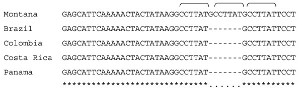 Differentiation of Rickettsia rickettsii type strain Sheila Smith from Montana from R. rickettsii strains from Central and South America. A tandem repeat region corresponding to 563048–563028 nt of the strain Sheila Smith genome and flanking sequences were amplified with AF (5′-GTGATTGCTATATTTCGCTTT-3′) and AR (5′- CTAAGATTTGTTCCGTATAGG-3′) primers as described elsewhere (7). Repeat sequence (GCCTTAT, indicated with brackets) present in 3 copies in strain Sheila Smith, whereas only 2 copies were present in R. rickettsii isolates from Brazil, Colombia, Costa Rica, and Panama. Homologous sequences of these strains are deposited to GenBank under the following accession nos.: DQ666020, R. rickettsii strain Panama 2004; DQ666021, R. rickettsii strain Brazil; DQ666022, R. rickettsii strain Colombia; DQ666023, and R. rickettsii strain Costa Rica.