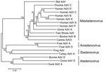 Thumbnail of Phylogeny of adenoviruses based on analysis of partial amino acid sequences of DNA polymerase protein. Trees were estimated by using the neighbor-joining method based on the amino acid pairwise distance and MEGA 4.0 software (www.megasoftware.net). Numbers represent percentage bootstrap support (100 replicates).
