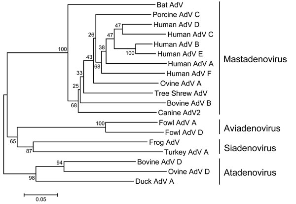 Phylogeny of adenoviruses based on analysis of partial amino acid sequences of DNA polymerase protein. Trees were estimated by using the neighbor-joining method based on the amino acid pairwise distance and MEGA 4.0 software (www.megasoftware.net). Numbers represent percentage bootstrap support (100 replicates).
