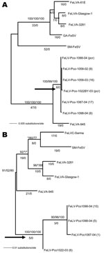 Thumbnail of Phylogenetic trees of panther feline leukemia virus (FeLV-Pco) and domestic cat FeLV nucleotide sequences. A) Midpoint rooted maximum-likelihood phylogram based on 1,698 bp of env sequences. B) Midpoint rooted maximum-likelihood phylogram based on 463 bp of 3’ long terminal repeat (LTR) sequences. Consensus FeLV-Pco sequences of clones generated from 5 env and 4 LTR panthers and reference domestic cat sequences are shown. The number of FeLV-Pco–cloned PCR products used in each consensus sequence is indicated in parentheses. The arrow indicates the monophyletic clade of all FeLV-Pco sequences. A similar topology, including the monophyletic clade, was obtained by using the different FeLV-Pco clone sequences rather than a consensus. The year of panther sampling is indicated as a suffix, e.g., Pco-1088-04 was sampled in 2004. Where maximum-likelihood tree was congruent with maximum parsimony tree, branch lengths are indicated below branches. Number of homoplasies is indicated after the branch length. Bootstrap values are shown (maximum parsimony/minimum evolution/maximum likelihood). The score (–ln likelihood) of the best maximum-likelihood tree was env 3615.01706, LTRs 1836.05922 (best tree found by maximum parsimony: env length = 221, consistency index [CI] = 0.941, retention index [RI] = 0.963; LTR length = 132, CI = 0.871, RI = 0.787).