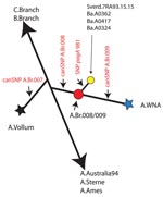 Thumbnail of Schematic single nucleotide polymorphism (SNP) tree for Bacillus anthracis. This tree illustrates the relative positions of several sequenced strains of B. anthracis that form the specific sublineages in the A group of B. anthracis and in particular the Western North American lineage (A.BR.WNA, represented by a blue star [10]). The canonical SNPs and their positions are depicted in red lettering. A branch point (red circle) or node designated A.Br.008/009 originally represented 154 isolates and canSNP analysis places Sverdlovsk 7.RA93.15.15 in this node. The new pagA SNP981 defines a new branch radiating from this node and contains at least 3 other isolates.