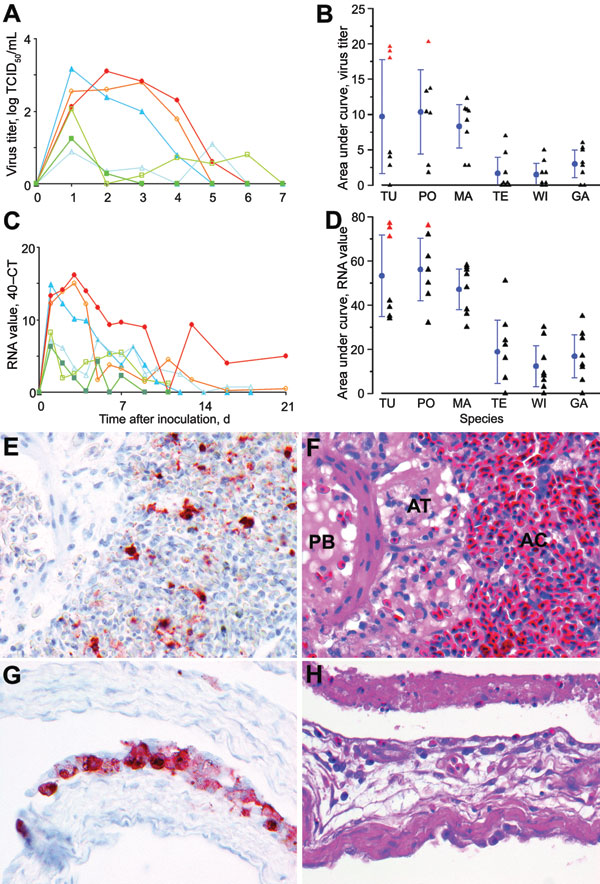 Mean pharyngeal excretion of highly pathogenic avian influenza virus (H5N1) of wild ducks by A) virus isolation and C) reverse transcription–PCR (RT-PCR). Pochard (red, closed circle), tufted duck (orange, open circle), mallard (dark blue, closed triangle), teal (light blue, open triangle), wigeon (dark green, closed square), gadwall (light green, open square); TCID50, median tissue culture infectious dose; Ct, cycle threshold. Area under the curve in the first 4 days postinoculation (mean ± 95% confidence interval) for B) virus isolation and D) RT-PCR. TU, tufted duck; PO, pochard; MA, mallard; TE, teal; WI, wigeon; GA, gadwall; red triangles, birds with severe clinical signs; black triangles, birds with mild or no clinical signs. E) Influenza virus antigen expression in epithelial cells in bronchus, parabronchus, atrium, and air capillaries of a tufted duck. F) Bronchointerstitial pneumonia, characterized by flooding of parabronchi (PB), atria (AT), and air capillaries (AC) with proteinaceous fluid and inflammatory cells in a tufted duck. G) Influenza virus antigen expression in epithelial cells lining the air sac wall and H) epithelial necrosis and lymphocytic infiltration in a gadwall. E–H original magnification ×100. Tissues were stained either by immunohistochemistry that used a monoclonal antibody against the nucleoprotein of influenza A virus as a primary antibody (E, G) or with hematoxylin and eosin (F, H).