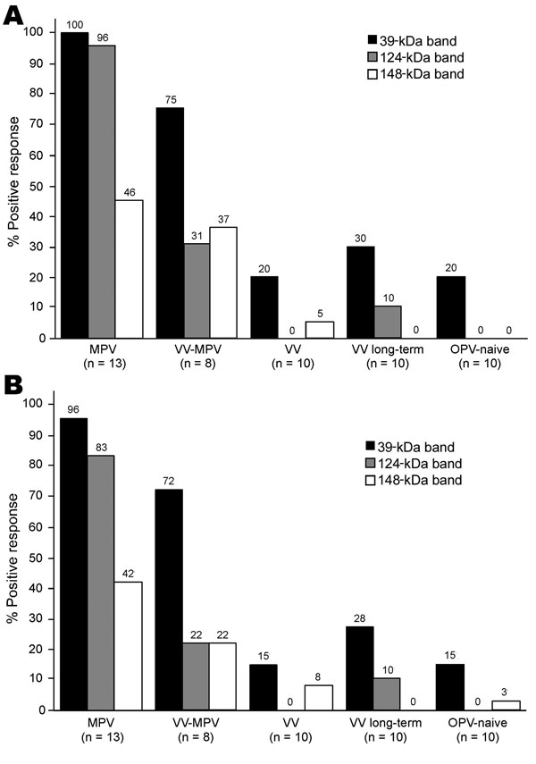 Diagnosis of monkeypox infection by Western blot analysis. Plasma samples from unvaccinated monkeypox-infected (2–30 months postinfection) (MPV), vaccinia-immune monkeypox-infected (2–6 months postinfection) (VV-MPV), primary vaccinia-immune (2–4 months postimmunization) (VV), long-term vaccinia-immune (&gt;20 years postimmunization) (VV long-term), and orthopoxvirus-naive (OPV) persons were analyzed by Western blot after adsorption with vaccinia-infected BSC40 cell lysate to reduce cross-reactive antibodies as described in Figure 2. Immunoreactivity to diagnostic protein bands of ≈39 kDa, 124 kDa, and 148 kDa was assessed by A) unblinded analysts with knowledge of subject medical history (n = 2) and B) blinded analysts who did not have knowledge of subject medical history (n = 4). Findings of each analyst were averaged for each person and percentages shown represent a composite of all data points.