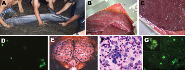 Clinical, pathologic, and immunofluorescence findings in stranded striped dolphin, Stenella coeruleoalba. A) Striped dolphin displaying swimming disorders being assisted by local persons; B) dolphin fetus within placenta; C) punctuated placental abscesses (arrows); D) immunofluorescent brucellae in impressions of placenta tissues; E) congested and hyperemic brain and cerebellum; F) Wright-Giemsa–stained mononuclear cell infiltrate in cerebrospinal fluid; G) immunofluorescent green Brucella spp. and Brucella debris within phagocytic cells infiltrating cerebrospinal fluid; the inset corresponds to an amplified phagocytic cell with fluorescent Brucella spp. and debris.