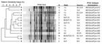 Thumbnail of Selected pulsed-field gel electrophoresis (PFGE) clusters that represent 102 strains of Salmonella Typhimurium and shared indistinguishable PFGE patterns among humans (H), chicken meat and intestine (C), pork meat and swine intestine (P), and beef meat and cattle intestine (B). Several clusters (C,D, E, and L) were present in more than one state. MI, Michoacan; SLP, San Luis Potosi; SO, Sonora; YU, Yucatan. An expanded version of this figure containing the complete set of PFGE patterns is available from http://www.cdc.gov/EID/content/14/3/429-G2.htm.