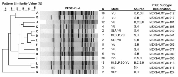 Selected pulsed-field gel electrophoresis (PFGE) clusters that represent 102 strains of Salmonella Typhimurium and shared indistinguishable PFGE patterns among humans (H), chicken meat and intestine (C), pork meat and swine intestine (P), and beef meat and cattle intestine (B). Several clusters (C,D, E, and L) were present in more than one state. MI, Michoacan; SLP, San Luis Potosi; SO, Sonora; YU, Yucatan. An expanded version of this figure containing the complete set of PFGE patterns is available from http://www.cdc.gov/EID/content/14/3/429-G2.htm.