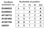 Thumbnail of Comparison of the 497-bp sequences of Anaplasma phagocytophilum obtained from Ixodes ricinus ticks, Bavaria, Germany, 2006, in relation to selected GenBank sequences.