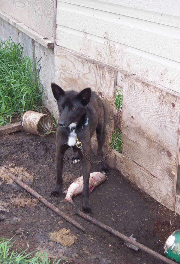 Northern dog with a typical meal. (Photograph provided by Susan J. Kutz.)