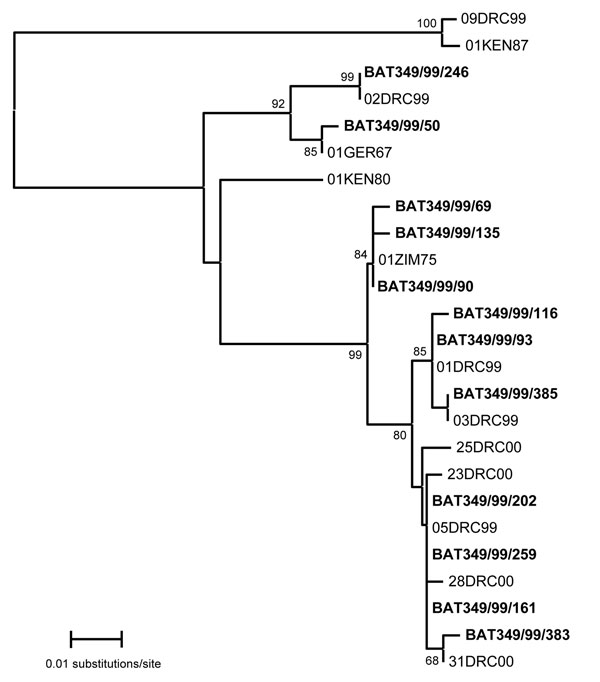Phylogenetic analysis created by using a neighbor-joining algorithm (MEGA version 3.1, [3]) that related sequences of 302-nt fragments of Marburg viral protein 35 gene detected in 12 bats in Durba Mine (boldface) to sequences determined for isolates from human patients in the Durba plus previous outbreaks of the disease. Six bat-derived sequences were identical to sequences from human isolates during the outbreak; 1 corresponded to a 1975 human isolate from Zimbabwe, and the remaining 5 represented novel sequences, making a total of 15 distinct MARV sequences found to be in circulation during the Durba epidemic. Bootstrap values were determined by 500 replicates. DRC, Democratic Republic of the Congo; GER, Germany; KEN, Kenya; ZIM, Zimbabwe.