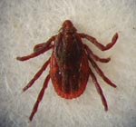 Thumbnail of Rhipicephalus sanguineus adult tick, the suspected vector for Rickettsia conorii conorii.