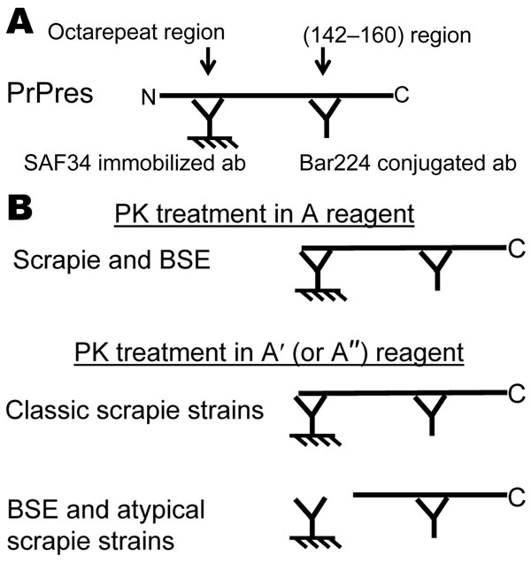 Figure 1 Rapid Typing Of Transmissible Spongiform Encephalopathy Strains With Differential Elisa Volume 14 Number 4 April 08 Emerging Infectious Diseases Journal Cdc