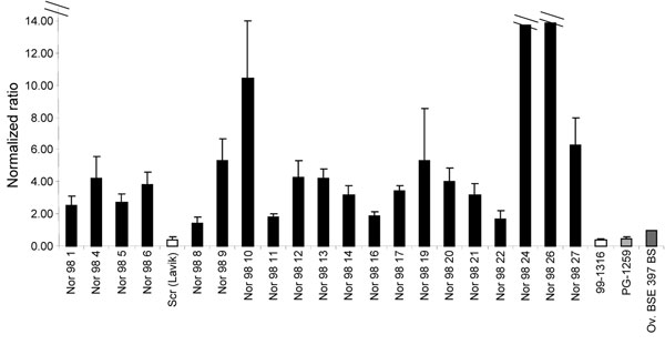 Proteinase K (PK) sensitivity of 21 Norwegian isolates in mild conditions. The ELISA typing test was performed on 20 Nor98 isolates and 1 Norwegian scrapie isolate (Lavik) by using the protective A´´ reagent, with a PK concentration of 1.2 µg/mg tissue. These new conditions (PK 1.2 µg/mg of tissue in A´´ reagent) showed a large range of PK resistance with normalized ratios varying from 1.4 for the most resistant (Lindas isolate), close to the experimental ovine BSE, to &gt;14 for the weakest (Soknedal2). One isolate, Tennevoll, appeared so sensitive to PK digestion that the ratio could not be evaluated (&gt;95) even using these protective conditions.