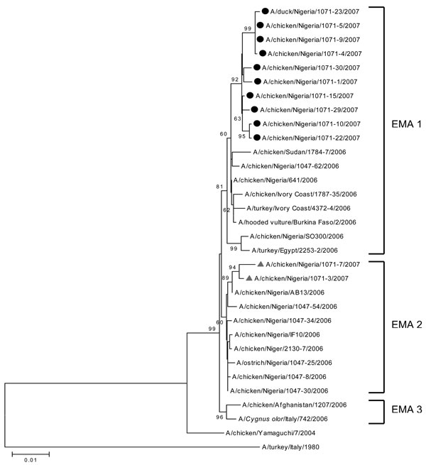 Phylogenetic tree for the hemagglutinin gene of influenza viruses constructed by neighbor-joining method. Sequences obtained in this study were labeled with a circle (EMA1/EMA2-2:6-R07 group) and triangle (EMA2 group). The remaining sequences can be found in GenBank. The numbers at each branch point represent bootstrap values, and they were determined by bootstrap analysis by using 1,000 replications. Scale bar = 0.01 nucleotide substitutions/site.<!-- INSERT SHAPE -->