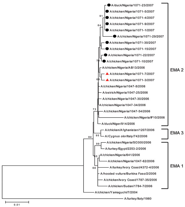 Phylogenetic tree for nucleoprotein gene of influenza viruses constructed by neighbor-joining method. Sequences obtained in this study were labeled with a circle (EMA1/EMA2-2:6-R07 group) and triangle (EMA2 group). The remaining sequences can be found in GenBank. The numbers at each branch point represent bootstrap values, and they were determined by bootstrap analysis by using 1,000 replications. Scale bar = 0.01 nucleotide substitutions/site.
