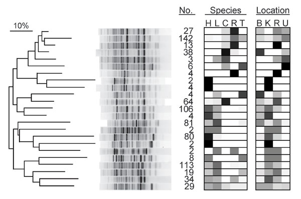 Dendrogram of genetic relatedness among 23 major clades of Escherichia coli from humans, domestic animals, and primates in 4 locations in and near Kibale National Park, western Uganda, derived from Rep-PCR genotypes. Major clades were identified from the full tree of 791 isolates by using the “cluster cutoff method” available in the computer program BioNumerics, version 4.0 (Applied Maths, Inc., Austin, TX, USA), which optimizes point-bisectional correlation across a range of cutoff similarity values to identify the most relevant clusters. A single representative bacterial genotype from each major clade is shown, and numbers of isolates falling within that clade are given (no.). Boxes indicate the host species and locations from which isolates in each clade were recovered and are shaded in proportion to the percentage of isolates in the clade from that species or location (0%, white; 100%, black). Species: H, human; L, livestock (cattle or goats); C, black-and-white colobus; R, red colobus; T, red-tailed guenon. Location: B, Bugembe fragment; K, Kiko 1 fragment; R, Rurama fragment; U, undisturbed locations within Kibale National Park. The dendrogram was drawn by using the neighbor-joining method (37) from a distance matrix generated from electrophoretic data that used optimized analytical parameters (30).