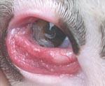 Thumbnail of Massive Thelazia callipaeda eye infection in a dog.