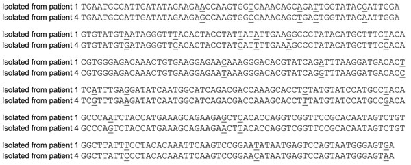 Comparison of nucleotide sequences between reverse transcription–PCR products isolated from nephropathia epidemica patients 1 and 4. Mismatches are underlined.
