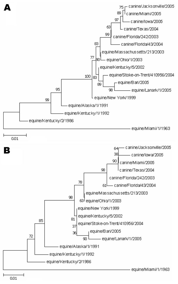 Phylogenetic relationships among the hemagglutinin 3 (H3) genes. A) Nucleotide tree of the canine influenza virus H3 genes with contemporary and older equine H3 genes. B) Amino acid tree of the canine influenza virus H3 protein with contemporary and older equine H3 proteins. Bootstrap analysis values &gt;80% are shown. Scale bar indicates nucleotide or amino acid substitutions per site.