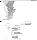 Thumbnail of Phylogenetic analysis based on ompA gene (A) and rickettsial genus–specific 17-kDa antigen gene (B). Sequences were aligned by using the ClustalW software package (http://clustalw.ddbj.nig.ac.jp/top-j.html), and neighbor-joining phylogenetic tree construction and bootstrap analysis were conducted according to the Kimura 2-parameter method (www.ddbj.nig.ac.jp). Pairwise alignments were performed with an open-gap penalty of 10, a gap extension penalty of 0.5, and a gap distance of 8.