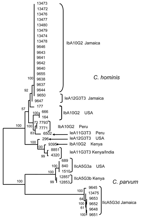 Relationships among Cryptosporidium hominis and C. parvum multilocus sequence subtypes at 5 genetic loci. Parasite population from Jamaica was compared with that from other regions by neighbor-joining analysis of concatenated sequence of 5 genetic loci, by using GP60 subtype identification in specimen selection. The Kimura 2-parameter model was used in the distance calculations. The sequences reported in this paper are available in the GenBank database under accession nos. EU141710–EU141727.