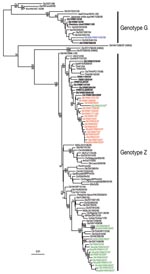 Thumbnail of Phylogenetic relationship of the polymerase basic 2 (PB2) gene of influenza A viruses isolated in Vietnam from 2006 to 2007. Numbers above and below branches indicate neighbor-joining and Bayesian posterior probabilities, respectively. Analyses were based on nt 986–2,288 of the PB2 gene. The tree was rooted to equine/Prague/1/56. Viruses names described in this study are shown in colored text; previously described Vietnam isolates are shown in bold italic text. #Denotes a clade 2.3.4 and clade 1 reassortant virus. Scale bar, 0.01 substitutions per site. BHG, bar-headed goose; Ck, chicken; Dk, duck; FJ, Fujian; Gs, goose; GX, Guangxi; GY, Guiyang; HK, Hong Kong Special Administrative Region, People’s Republic of China; HN, Hunan; JX, Jiangxi; IDN, Indonesia; KHM, Cambodia; MusDk, muscovy duck; MYS, Malaysia; NGA, Nigeria; Qa, Quail; ST, Shantou; THA, Thailand; VNM, Vietnam; WDk, wild duck; YN, Yunnan.