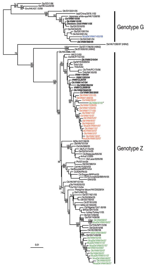 Phylogenetic relationship of the polymerase basic 2 (PB2) gene of influenza A viruses isolated in Vietnam from 2006 to 2007. Numbers above and below branches indicate neighbor-joining and Bayesian posterior probabilities, respectively. Analyses were based on nt 986–2,288 of the PB2 gene. The tree was rooted to equine/Prague/1/56. Viruses names described in this study are shown in colored text; previously described Vietnam isolates are shown in bold italic text. #Denotes a clade 2.3.4 and clade 1 reassortant virus. Scale bar, 0.01 substitutions per site. BHG, bar-headed goose; Ck, chicken; Dk, duck; FJ, Fujian; Gs, goose; GX, Guangxi; GY, Guiyang; HK, Hong Kong Special Administrative Region, People’s Republic of China; HN, Hunan; JX, Jiangxi; IDN, Indonesia; KHM, Cambodia; MusDk, muscovy duck; MYS, Malaysia; NGA, Nigeria; Qa, Quail; ST, Shantou; THA, Thailand; VNM, Vietnam; WDk, wild duck; YN, Yunnan.
