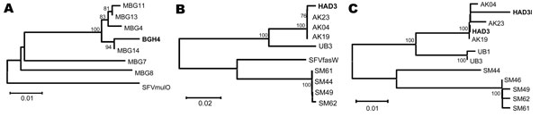 Figure 2&nbsp;-&nbsp;Phylogenetic trees of simian foamy virus (SFV) sequences derived from 3 persons. Human-derived SFV sequences (shown in boldface) were compared with those obtained from macaques of the group with which the person had been in contact and to SFV from other macaques of the same species but different geographic origin. Neighbor-joining trees A and B used gag PCR primers (1,124 bp), and C used pol PCR primers (445 bp). A) SFV gag–derived from BGH4 DNA clusters more closely (94% of