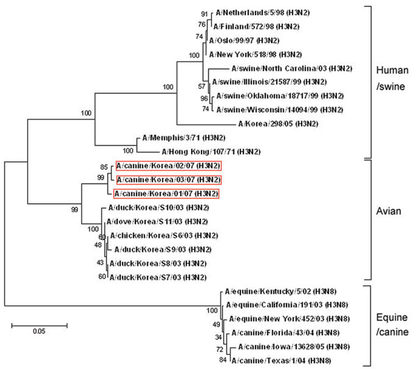 Phylogenetic relationship among hemagglutinin genes of canine influenza virus isolates. Tree of hemagglutinin genes from representative isolates from dog, human, bird, pig, and horse. Scale bar represents a difference of 5%. Red boxes indicate strains isolated in this study.