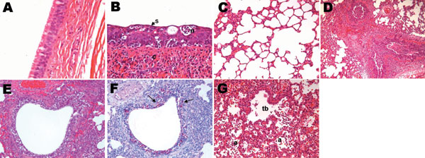 Histopathologic lesions in the trachea and lungs of control (A and C) or experimentally infected (B, D–F) dogs (A/canine/Korea/01/2007 [H3N2]) at different days postinoculation (dpi). A) Control dog at 9 dpi, showing normal pseudostratified columnar epithelium lining of the trachea; original magnification ×400. Hematoxylin and eosin (HE) stain. B) Influenza-infected dog at 9 dpi, showing necrotizing tracheitis characterized by necrosis (n), squamous metaplasia (s), and hyperplasia of the epithelium and nonsuppurative inflammation (c) in the connective tissue; original magnification ×400. HE stain. C) Control dog at 3 dpi, showing normal alveoli; original magnification ×200. HE stain. D) Influenza-infected dog at 3 dpi, showing severe diffuse necrotizing bronchitis and bronchiolitis with suppurative inflammation in the lumina; original magnification ×100. HE stain. E) Influenza-infected dog at 6 dpi, showing severe necrotizing bronchiolitis; original magnification ×200. HE stain. F) Influenza-infected dog at 6 dpi (serial section of E), showing large amounts of influenza A virus antigens (red stain; arrows) in the bronchiolar epithelium and lumen. Immunohistochemistry; Red Substrate (Dako, Carpinteria, CA, USA); Mayer’s hematoxylin counterstain. G) Influenza-infected dog at 9 dpi, showing severe necrotizing alveolitis with accumulation of necrotic cells in terminal bronchioles (tb) and alveoli (a); original magnification ×200. HE stain.
