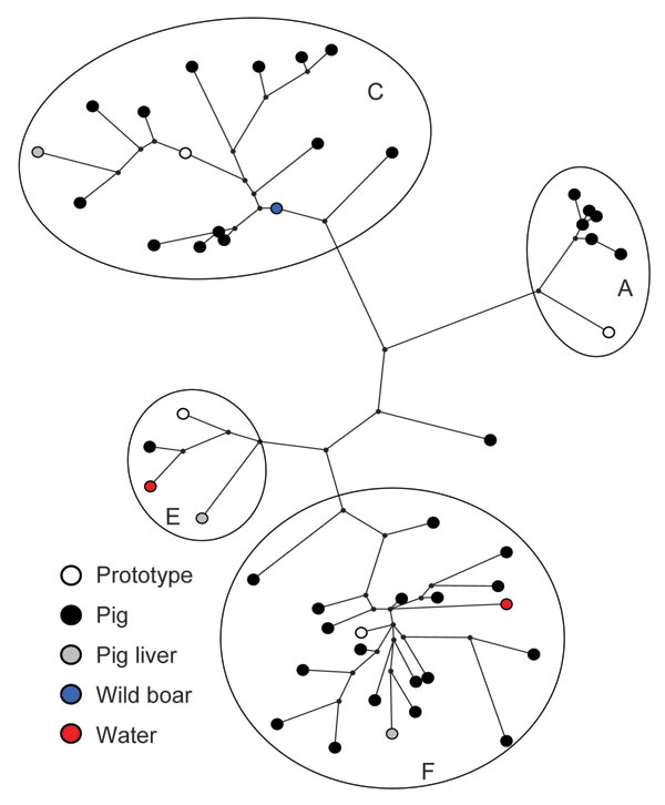 Maximum-parsimony tree of hepatitis E virus (HEV) sequences detected in pig, wild boar and water samples, based on a 148-nt sequence of open reading frame 2 (nt 6322–6469 of strain M73218). Sources of Dutch sequences and genotype 3 clusters are indicated. Sequences are compared with prototype sequences of different clusters of HEV genotype 3. Prototypes correspond with the following GenBank accession nos.: A) US1, AF060668; C) NLSW105, AF336298; E) UK-swine p354, AF503511; F) G1, AF110391. The f