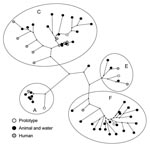 Thumbnail of Maximum-parsimony tree of hepatitis E virus (HEV) sequences detected in environmental samples and patients during 2004–2006, based on a 148-nt sequence of open reading frame 2 (nt 6322–6469 of strain M73218). Origins of HEV sequences and genotype 3 clusters are indicated. Sequences are compared with prototype sequences of different clusters of HEV genotype 3. Prototypes correspond with the following GenBank accession nos.: A) US1, AF060668; C) NLSW105, AF336298; E) UK-swine p354: AF