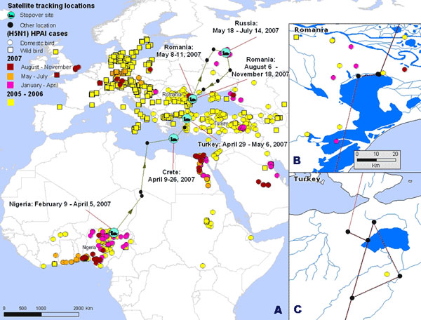  A) Migration route of a garganey tracked with satellite telemetry from February through November 2007, and major highly pathogenic avian influenza (H5N1) outbreaks in domestic and wild birds over Europe, the Middle East, and Africa from July 2005 through November 2007. Close-up maps of stopover sites during the spring migration in (B) the Danube River delta in Romania (May 8-11, 2007), and (C) Lake Kus in Turkey (April 29-May 6, 2007).