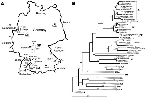 A) Map of Germany showing origins of viral sequences from the 2007 outbreak. H, sequences of human origin; M, sequences of rodent origin (Myodes glareolus). Dotted circles mark the outbreak regions characterized by particular virus sequence clusters; SJ, Swabian Jura; BF, Bavarian Forest; SF, Spessart Forest; ML, Munsterland. B) Neighbor-joining phylogenetic tree (TN93 evolutionary model) of European Puumala virus (PUUV) strains based on partial sequences of the S segment (557 nt, position 385–941). Bootstrap values &gt;70%, calculated from 10,000 replicates, are shown at the tree branches. PUUV-like sequences from Japan (JPN) were used as an outgroup. Sequences taken from GenBank are indicated by their accession numbers. New sequences from this study are given in boldface. Accession numbers of new sequences are H101, EU266757; H233, EU266758; H99, EU266759; M42, EU085563; M50, EU085565 ; H145, EU266760; H85, EU266761; M4, EU266762; H81, EU266763; H232, EU266764; H231, EU266765; M13, EU085558; H72, EU266766; H290, EU266767; M104, EU246963; H127, EU266768; M837, EU266769; H208, EU266770; H303, EU266771; H68, EU266772. For clarity, previously characterized PUUV clades from other parts of Europe are shown in simplified form. However, the complete dataset of PUUV sequences as presented by Schilling et al. (6) was used to calculate the tree. Previously defined lineages are indicated by abbreviated names: AUT, Austrian; BAL, Balkan; BALT, Baltic; DAN, Danish; FIN, Finnish; NSCA, North Scandinavian; OMSK, Russian from Omsk region; RUS, Russian; SSCA, South Scandinavian. Scale bar indicates an evolutionary distance of 0.1 substitutions per position.