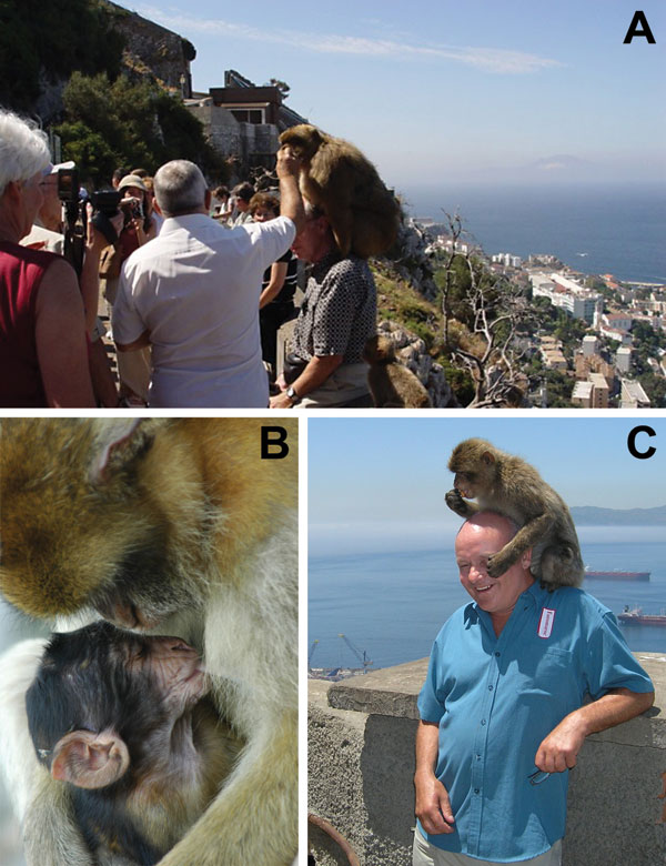 A) Each year &gt;700,000 tourists visit Gibraltar's Upper Rock Reserve, contributing millions of dollars to the local economy. B) Tourists find Gibraltar' macaques compelling. C) Tour guides use food to entice macaques to perch on visitors, potentially exposing the visitors’ mucous membranes to macaque body fluids, a potential route for cross-species transmission of enzootic macaque viruses.