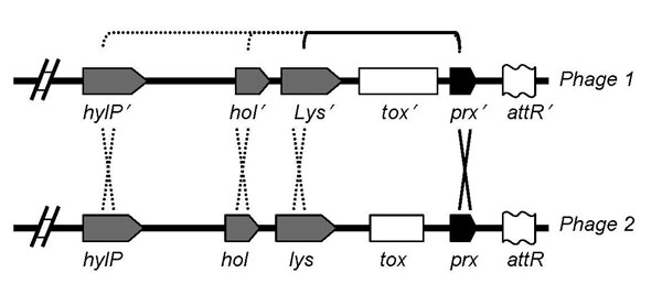 Suggested model for toxin mobilization between phages, reprinted from Aziz et al. (19). Recombination hot spots on both sides of the toxin genes are shown: one is prx (paratox), and the other may be lys (lysin), hol (holin), or hylP (phage hyaluronidase).