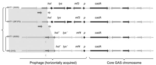 Similarities and differences between the 4 highly related prophages 5005.2, 370.3, MemPhiS, and 315.3. The figure, generated by the SEED comparison tools (22) (http://theseed.uchicago.edu), shows the physical maps of the 4 prophages near their attachment sites. Arrows with identical colors designate orthologous genes; those in gray designate alternative alleles of the genes. p, prx; mf, mitogenic factor; cadA, heavy metal/cadmium transporter ATPase; GAS, group A streptococci.