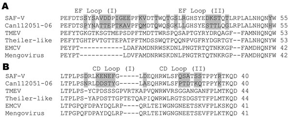 Comparison of amino acid sequences of the A) EF loop structure (part of the VP2 protein) and B) the CD loop structure (part of the VP1 protein) between Can112051-06 and other cardioviruses including Saffold virus (SAF-V), Theiler’s murine encephalomyelitis virus (TMEV), Theiler-like virus, encephalomyocarditis virus (EMCV), and Mengovirus. Amino acid differences between Can112051-06 and SAF-V are shaded.