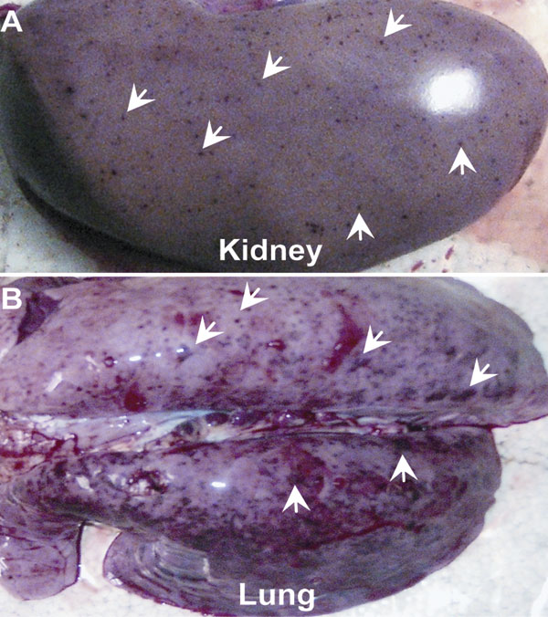 Pathologically dissected specimens from pigs infected by porcine respiratory and reproductive syndrome viruses. Blood spots in kidneys and lung hemorrhages are indicated by white arrows.