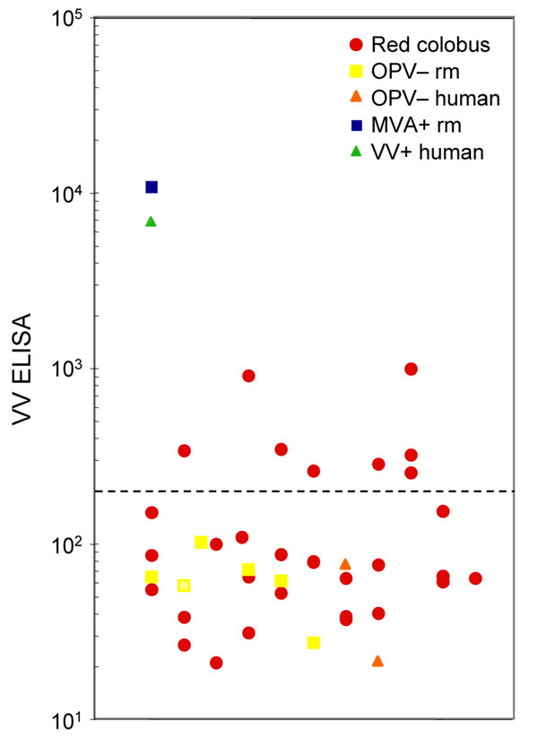 Detection of Orthopoxvirus (OPV)-reactive antibodies in red colobus. Vaccinia virus (VV)-coated ELISA plates were used to test for antipoxvirus antibodies by endpoint dilution analysis as previously described (7). As positive controls, a representative VV-immune human (VV+ human) at 1 y postvaccination with DryVax (Wyeth Pharmaceuticals, Madison, NJ) and a modified vaccinia Ankara (MVA)-immune rhesus macaque (MVA+ RM) at 2 months post-vaccination with MVA are included for comparison. Negative controls included 2 unvaccinated human participants (OPV- human) and 6 unvaccinated rhesus macaques (OPV- RM). The dashed line indicates the cut-off value for a seropositive antibody response (200 ELISA units).