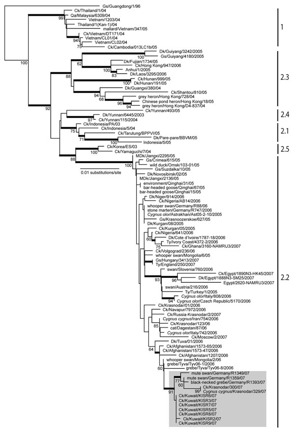 Phylogenetic relationships of the hemagglutinin (HA) gene of influenza virus (H5N1) isolates from Kuwait in 2007. Numbers at nodes indicate neighbor-joining bootstraps &gt;60, and Bayesian posterior probabilities &gt;95% are indicated by thickened branches. Analyses were conducted with nucleotide positions 1–963 of the HA gene. The HA tree was rooted to Gs/Guangdong/1/1996. Labels to the right of the tree refer to World Health Organization (H5N1) clade designations (14). Ck, chicken; Dk, duck; Gs, goose, MDk, migratory duck; Qa, quail; Ty, turkey.
