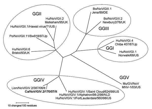 Figure 2&nbsp;-&nbsp;Phylogenetic tree constructed on the full-length amino acid sequence of the capsid protein. The tree was constructed by using a selection of norovirus (NoV) strains representative of the genogroups I to V. Phylogenetic analysis (neighbor-joining) with bootstrap analysis (1,000 replicates) and Kimura 2-parameter correction was conducted by using the MEGA software package version 3.0 (14). Strains designation follows the outlines of Wang et al. (10) and Zheng et al. (13). Bo,
