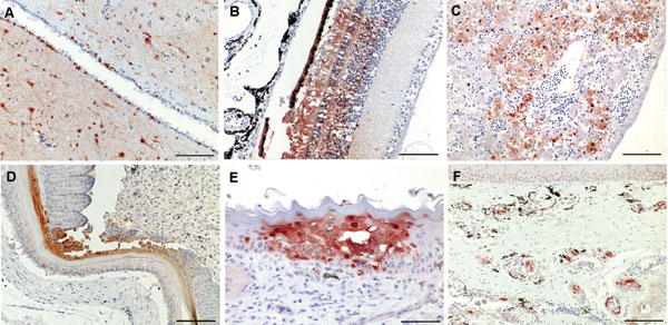 Figure 2 - Pathogenicity Of Highly Pathogenic Avian Influenza Virus ...