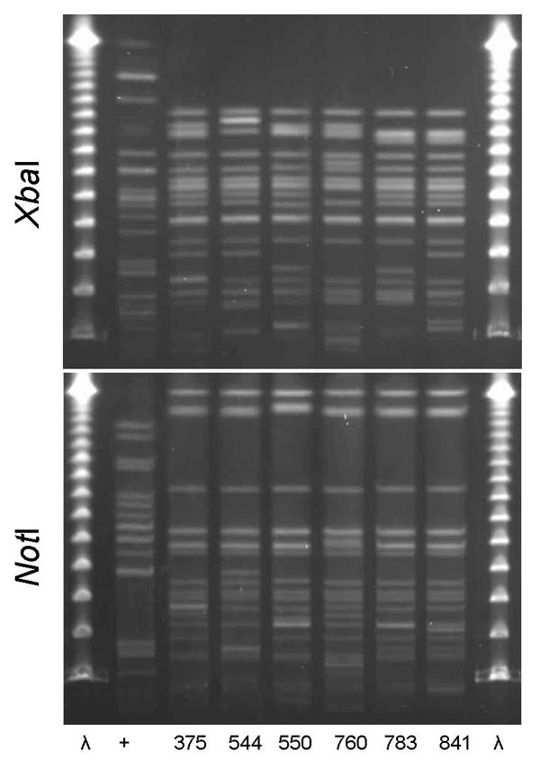 XbaI and NotI pulsed-field gel electrophoresis patterns for clonal group I Escherichia coli isolated from women with urinary tract infections in Montréal, Québec, Canada, 2006. The 6 isolates shown were resistant to ciprofloxacin and in serogroup O25:H4. First and last lanes, bacteriophage λ; lane +, positive control.