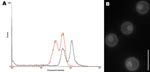 Thumbnail of A) Determination of ploidy of the novel Cryptococcus neoformans × C. gattii serotype AB hybrid isolate CBS10496 by flow cytometry. The first peak corresponds to the G1 phase; the second peak corresponds to the G2 phase. Haploid reference strain CBS10510 is shown by the red line; CBS10496 is shown by the black line. The G1 peak of CBS10496 coincided with the G2 peak of strain CBS10510, which indicated that strain CBS10496 has approximately twice the amount of DNA than CBS10510. B) Nuclear staining of isolate CBS10496 with 4′,6-diamidino-2-phenylindole, showing that cells are monokaryotic. Scale bar = 10 μm.