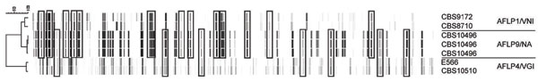 Amplified fragment length polymorphism (AFLP) fingerprint of 3 colonies of the novel Cryptococcus neoformans × C. gattii hybrid serotype AB isolate CBS10496 and 4 reference strains. CBS9172 and CBS8710 are C. neoformans var. grubii (AFLP1/VNI) strains; E566 and CBS10510 are C. gattii (AFLP4/VGI) strains. Rectangles indicate AFLP fragments characteristic for AFLP1/VNI or AFLP4/VGI and present in isolate CBS10496.