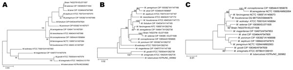 Phylogenetic position of isolate 74023791 and 16 rapidly growing Mycobacterium species based on A) 16S rDNA, B) partial RNA polymerase subunit B, and C) partial heat shock protein 65 sequences analyzed by using the neighbor-joining method and Kimura's 2-parameter distance correction model. The support of each branch, as determined from 1,000 bootstrap samples, is indicated by the value at each node when &gt;80% (as a percentage). M. tuberculosis was used as the outgroup species. Scale bars represent differences in nucleotide sequences.