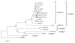 Thumbnail of Phylogenetic tree of 18 partial nonstructural protein 5 West Nile virus nucleotide sequences (171 nt for each isolate, except 126 nt available for the Portugal/04 isolate) constructed with MEGA version 4 software (www.megasoftware.net). The optimal tree was inferred by using the neighbor-joining method. The percentage of successful bootstrap replicates (N = 1,000) is indicated at nodes. Evolutionary distances were computed with the Kimura 2-parameter method (with gamma correction). All positions containing alignment gaps and missing data were eliminated only in pairwise sequence comparisons. Branch lengths are proportional to the number of nucleotide changes (genetic distances). Scale bar shows number of base substitutions per site. Isolates sequenced in this study are indicated by solid circles. GenBank accession nos. are as follows: France/00 (AY268132), Morocco/03 (AY701413), Italy/98 (AF404757), France 405/04 (DQ786572), Portugal/04 (AJ965630), Israel/98 (AF481864), New York/99 (DQ211652), Egypt/51 (AF260968), Kunjin (D00246), Uganda/37 (M12294), Hungary/04 (DQ116961), Rabensburg (AY765264), India/80 (DQ256376), Russia/98 (AY277251), and Usutu virus (NC_006551) (outgroup).