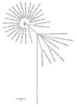 Thumbnail of Unrooted neighbor-joining radial tree that used the p-distance model (1,000 replicates) for a section of the glycoprotein precursor gene gene, rooted to Lassa virus strain LP. A total of 24 representative sequenced amplicons from wild rodents (283 bp) are shown, with comparisons to previously published lymphocytic choriomeningitis virus (LCMV) sequences and Lassa virus strain LP (GenBank). Scale bar indicates a distance of 0.05 substitutions per site.